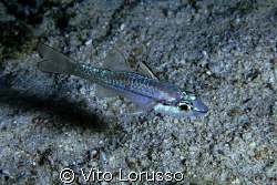 Fishs by Vito Lorusso 